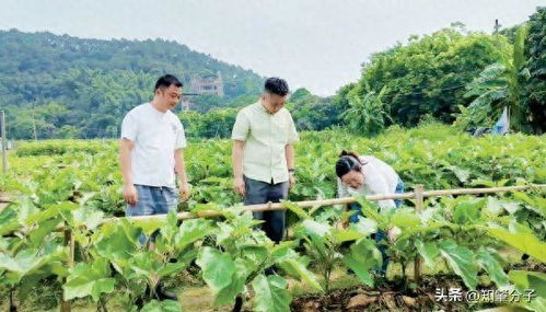 仲愷農(nóng)業(yè)工程學(xué)院科技特派員團(tuán)隊(duì)為肇慶農(nóng)業(yè)產(chǎn)業(yè)發(fā)展把脈開(kāi)方
