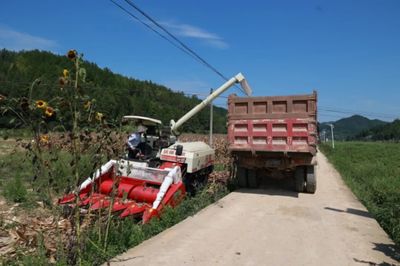 科技助力，省州專家團隊赴施秉縣開展中低產田產能提升與玉米大豆復合種植測產工作